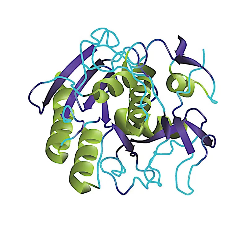 Proteinase K from Tritirachium album ≥500 units/mL, buffered aqueous